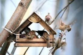 Il s'agit de fabriquer une mangeoire à oiseaux en bois facile qui fera plaisir à tous les oiseaux qui fréquentent votre jardin. Mangeoires A Oiseaux 5 Idees Recup Pour Les Fabriquer Vous Meme