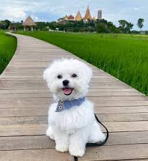 The puppies are always in a clean and healthy environment as they begin to develop into the perfect little dog. Maltese Puppies Available For Sale Home Facebook
