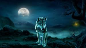 Owl And Wolf Wallpaper Blue wolf wallpapers free by zedge. owl and wolf wallpaper