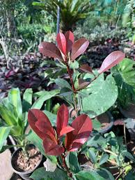 Image result for Eranthemum laxiflorum