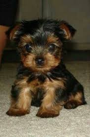 Yorkie Black And Brown Puppy Teacup Yorkie Puppy Too Cute I Want One Sooo Bad I Saw One Named Sally On A Boat At Lake Almanor Teacup Yorkie Puppy Yorkie Puppy Best Puppies