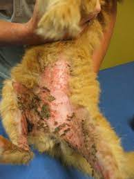 Flea cat skin problems pictures. Skin Allergies In Cats Vetwest Animal Hospitals