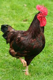 No other heavy breed lays more or better eggs than the rhode island reds. Rhode Island Red Chicks