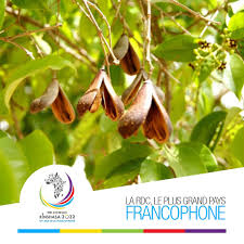 Image result for Schrebera trichoclada