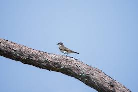 Mackay Island National Wildlife Refuge