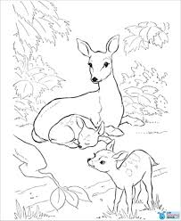 Hi cuties, get your free coloring pages of my draw so cute characters here. Baby Deer Deer Coloring Pages Novocom Top