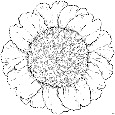Bluete Einer Sonnenblume Ausmalbild Malvorlage Blumen