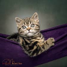 Or, for the complete list of american shorthair cat breeders in the entire usa, click here. American Shorthair Kittens American Shorthair Breeders