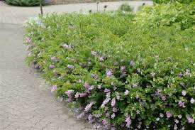 Image result for Indigofera kirkii