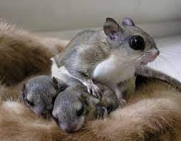 I went outside and sent mom pictures and love from my heart, that i would not hurt her baby and would do everything i could to get her baby back to her, unscathed. When Do Flying Squirrels Have Babies Facts And Care