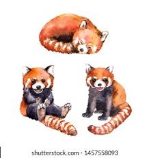 Set Cute Red Panda Animals Sitting Stock Illustration 1457558093