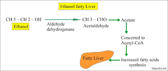 Alcohol Content In Blood Breath Saliva And Urine Ethyl