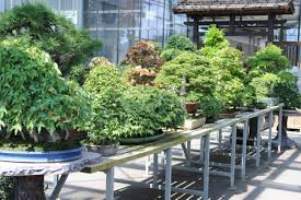 All that can be achieved by having just a little gardening knowledge. Bonsai Sortiment Gartencenter Zulauf Pflanzen Kaufen