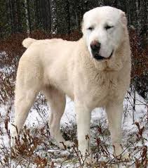 Traditionally, the breed was used for guarding sheep and goat herds, as well as to protect and for guard duty. Central Asian Shepherd Dog I Love This Dog Shepherd Dog Huge Dogs Alabai Dog