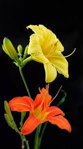 pin by 義美 李 on 盆栽 vegetables plants stuffed peppers