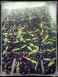 Space the peppers a few inches apart and hang in direct sunlight. Jalapeno Pepper Sprouts In The Greenhouse Stuffed Jalapeno Peppers Greenhouse Plants