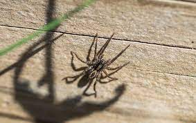 Check spelling or type a new query. The Truth About Wolf Spiders In Frisco