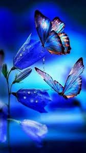 Butterfly windows wallpapers pc in both widescreen and 4:3 resolutions. Beautiful Butterfly Wallpapers 4k Hd Beautiful Butterfly Backgrounds On Wallpaperbat