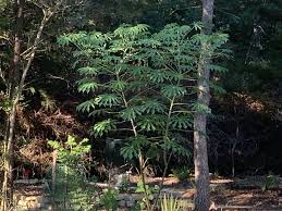 Image result for Manihot grahamii