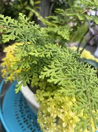 Image result for Selaginella versicolor