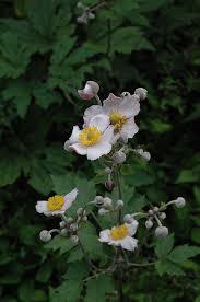Image result for Glyphaea tomentosa