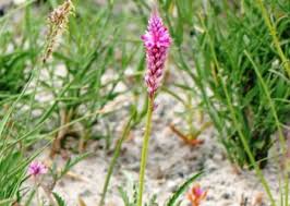 Image result for Hermbstaedtia fleckii