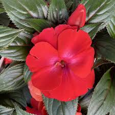 Image result for Impatiens irvingii