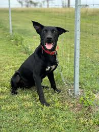 OLLIE THE ANAZING CATTLE DOG ❤️ Ollie ❤️ microchip number 900113000073085  is a desexed male (pure bred) stumpy tail cattle dog and he needs a home.  He is 8 years old. Located