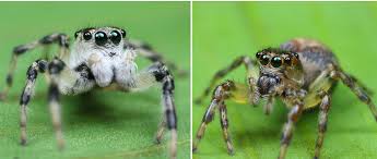 Image result for Asplenium markusbeckeri