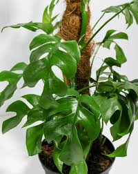 Image result for Monstera