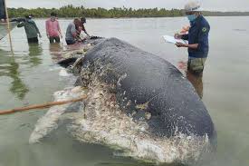 Tiga kelompok hewan yang berbeda dikenal sebagai ordo cetacea. Paus Terdampar Telan 6 Kg Sampah Plastik Penyebab Kematian Belum Tentu Sampah Ekonomi Bisnis Com