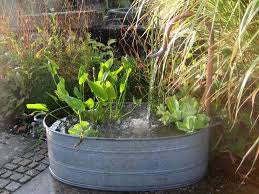 Staudengartnerei Augustin Ihr Partner Fur Das Schone Im Garten Stauden Troge Teiche Und Vieles Mehr Staudengartnerei Stauden Gartnerei