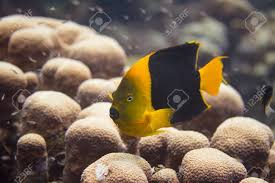 Check spelling or type a new query. Rock Beauty Angelfish On Coral Reef Off Bonaire Dutch Caribbean Stock Photo Picture And Royalty Free Image Image 130876433