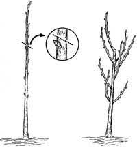When the canopy is too full, inner branches and lower branches are blocked from sunlight, and overall the tree's fruits are competing for space and nutrients. Training And Pruning Fruit Trees 7 003 Extension