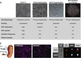 Risk of immune thrombocytopenic purpura and autoimmune hemolytic anemia among 120 908 us veterans with hepatitis c virus infection. Advances In Experimental Systems To Study Hepatitis C Virus In Vitro And In Vivo Sciencedirect