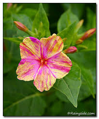 Many plants that are incredibly beautiful are also toxic, and some can even be deadly. Mirabilis Jalapa Broken Colors Four O Clocks