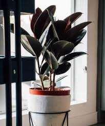 Soak up the excess water that drains out of the. How To Revive A Dying Rubber Plant Sprouting Indoors Succulent Cactus And Houseplant Tips
