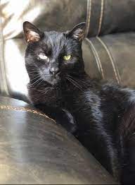 beautiful house panther kedi siyah