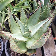 Image result for Aloe wollastonii