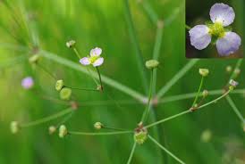 Image result for Aneilema lanceolatum