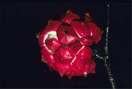 Image result for Droguetia