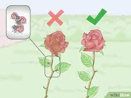 Preserving dried flowers with hairspray. How To Preserve Flowers With Hairspray 14 Steps With Pictures