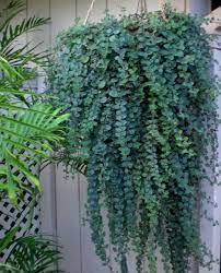 Hanging Greek Oregano Heirloom Seeds Herb Seeds Seeds