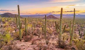 Arizona has strict regulations about the harvesting, collection or destruction of the saguaro cactus. Hotel Near Saguaro National Park In Tucson Arizona Inn