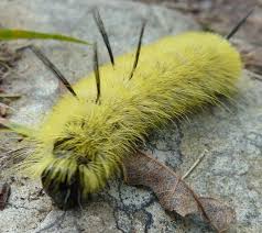 Black And White Striped Caterpillar With Yellow Sides Spotted Apatelodes Caterpillar Apatelodes Torrefacta Moth Cocoon Caterpillar Spotted
