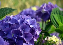 Although the hydrangea's leaves and flowers appear delicate, they actually don't require a lot of tender care. Hydrangeas Make Exquisite Wedding Flowers But Require Special Care