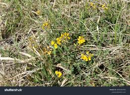 Image result for Vigna comosa