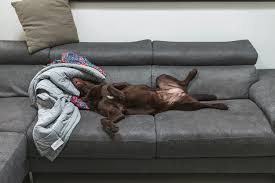 Signs Of Overdue Pregnancy In Dogs Cuteness