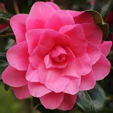 Gallery V Camellia Fragrant Garden Water Lilies