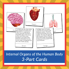 Image result for internal organs